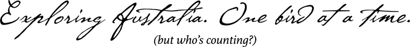 birding-in-australia-caption-800