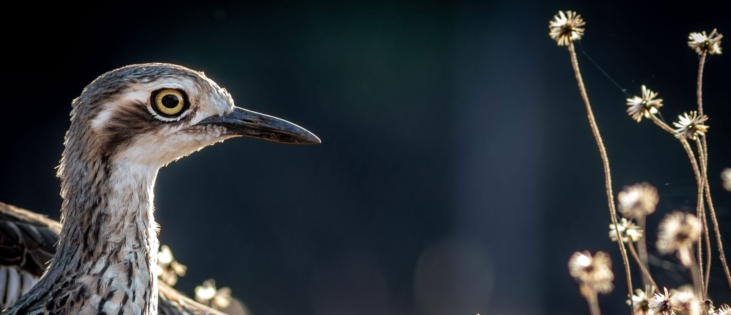 birding-australia-bush-stone-curlews2